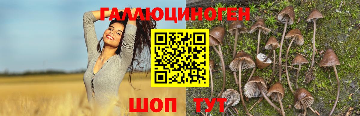 Псилоцибиновые грибы мухоморы Новосибирск
